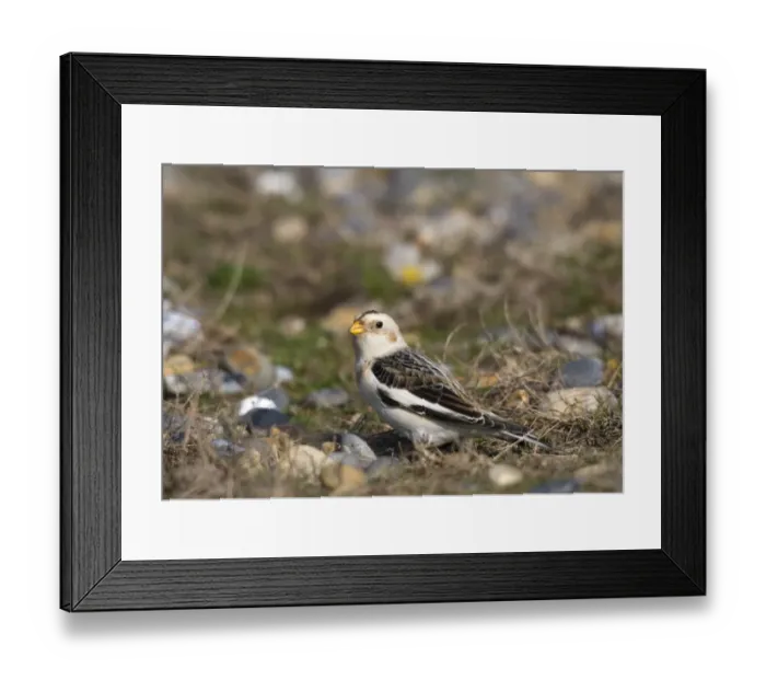 Framed Print : Snow Bunting Plectrophenax nivalis male in winter Salthouse Norfolk