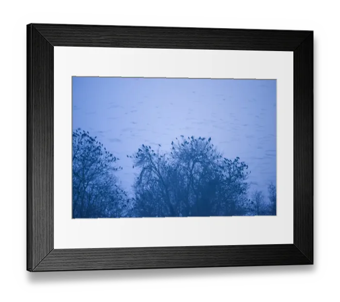 Framed Print : Rooks Corvus frugilegus at roost Buckenham Norfolk Framed Print : Rooks Corvus frugilegus at roost Buckenham Norfolk