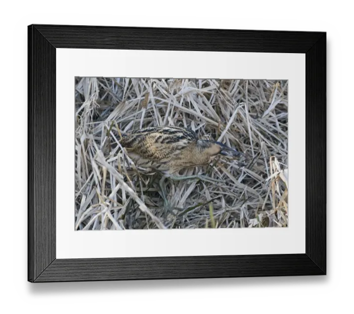 Framed Print : Bittern Botaurus stellaris with a frog Norfolk winter Framed Print : Bittern Botaurus stellaris with a frog Norfolk winter