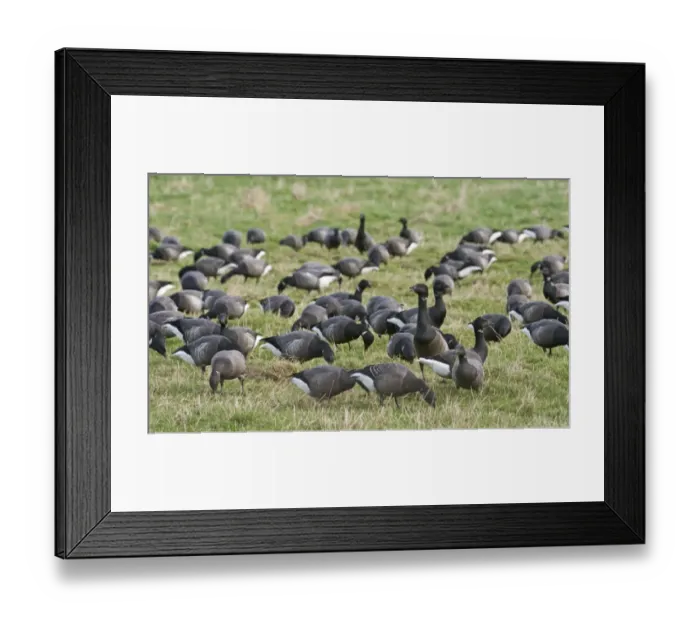 Framed Print : Brent Geese Branta bernicla flock grazing in Eye field Cley Norfolk winter Framed Print : Brent Geese Branta bernicla flock grazing in Eye field Cley Norfolk winter