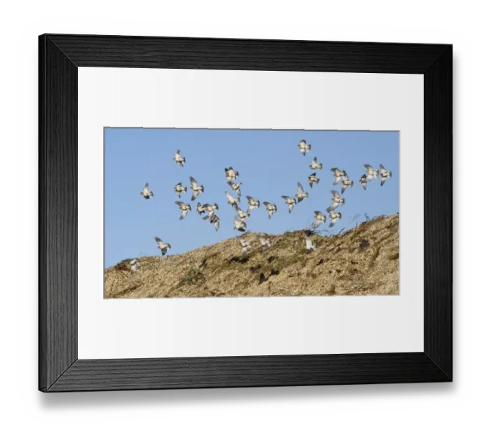 Framed Print : Snow Buntings Plectrophenax nivalis wintering flock at Salthouse Norfolk Framed Print : Snow Buntings Plectrophenax nivalis wintering flock at Salthouse Norfolk