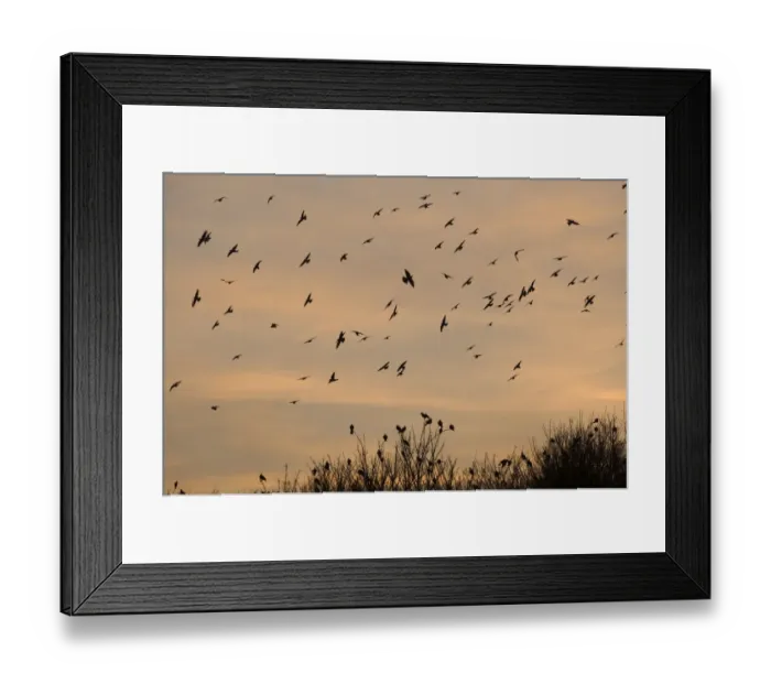 Framed Print : Wood Pigeons Columba palumbus arriving at winter roost Cley Norfolk Framed Print : Wood Pigeons Columba palumbus arriving at winter roost Cley Norfolk