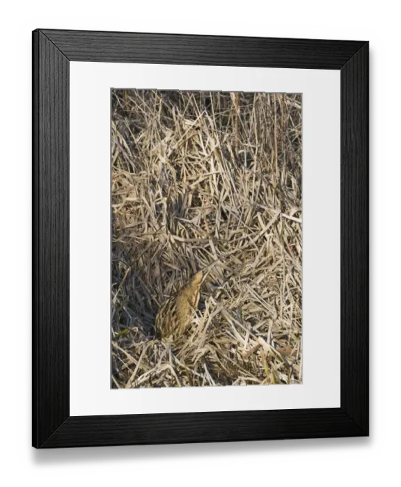 Framed Print : Bittern Botaurus stellaris Norfolk winter