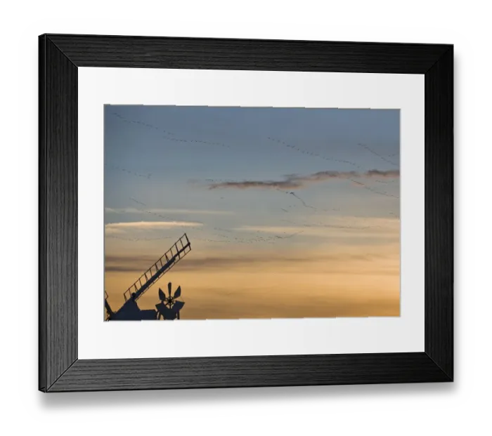 Framed Print : Pink footed Geese Anser brachyrhynchos skeins flying to roost at dusk over windmill Framed Print : Pink footed Geese Anser brachyrhynchos skeins flying to roost at dusk over windmill