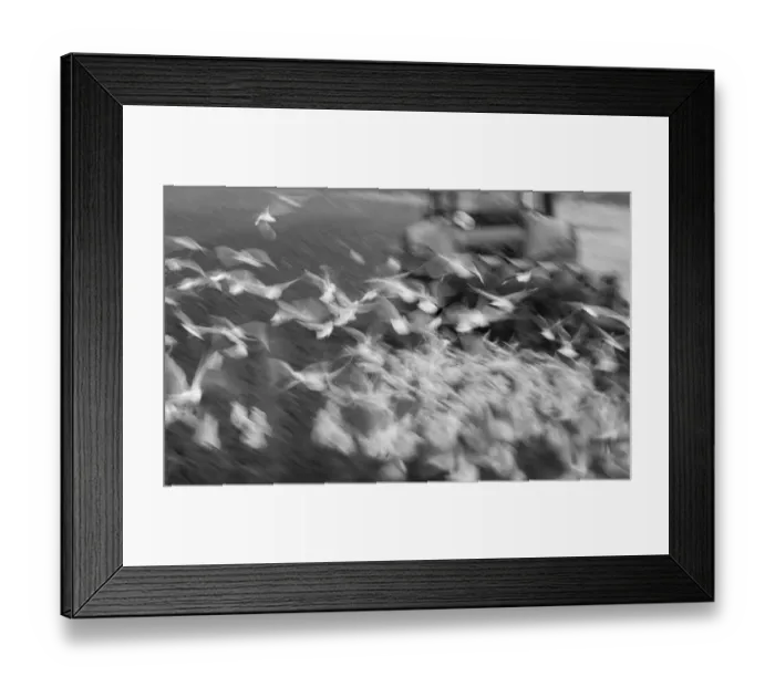 Framed Print : Black-headed Gulls Larus ridibundus feeding behind a plough North Norfolk January Framed Print : Black-headed Gulls Larus ridibundus feeding behind a plough North Norfolk January