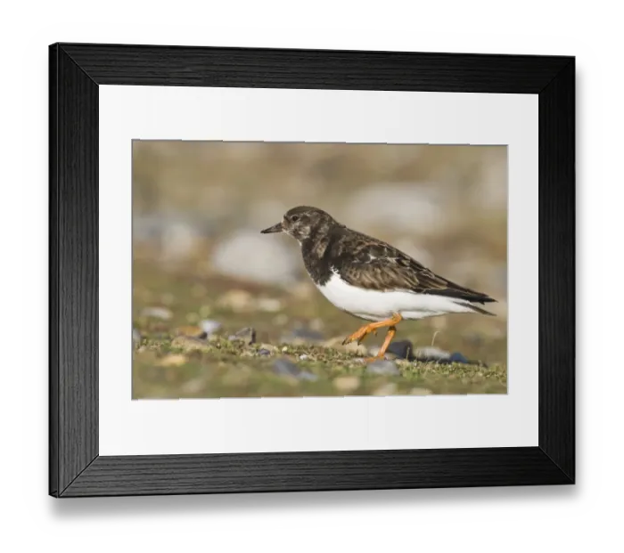 Framed Print : Turnstone Arenaria interpres winter Cley Norfolk Framed Print : Turnstone Arenaria interpres winter Cley Norfolk