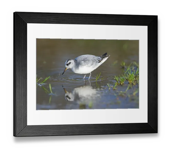 Framed Print : Grey Phalarope Phalaropus fulicarius Winterton Norfolk January Framed Print : Grey Phalarope Phalaropus fulicarius Winterton Norfolk January