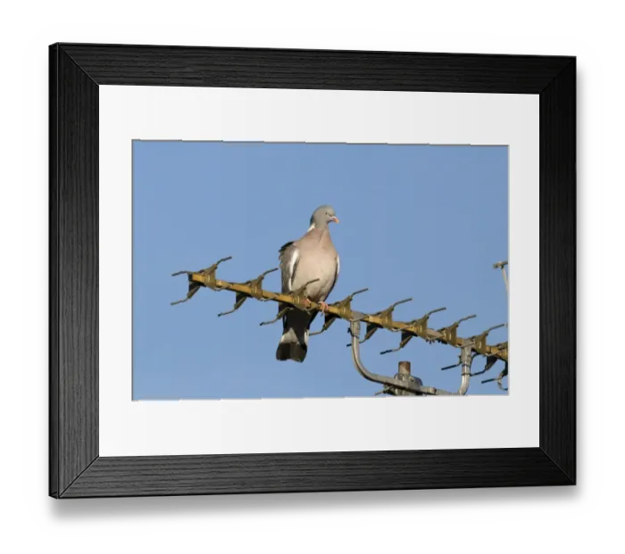 Framed Print : Wood Pigeon Columba palumbus on TV aerial in town Holt Norfolk UK Framed Print : Wood Pigeon Columba palumbus on TV aerial in town Holt Norfolk UK