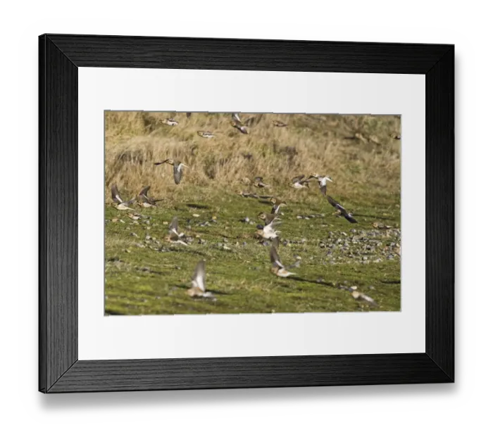 Framed Print : Snow Buntings Plectrophenax nivalis Salthouse Norfolk winter Framed Print : Snow Buntings Plectrophenax nivalis Salthouse Norfolk winter