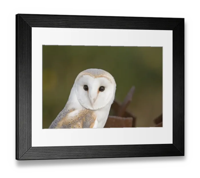 Framed Print : Barn Owl Tyto alba on old gun emplacement on Salthouse Heath Norfolk Framed Print : Barn Owl Tyto alba on old gun emplacement on Salthouse Heath Norfolk