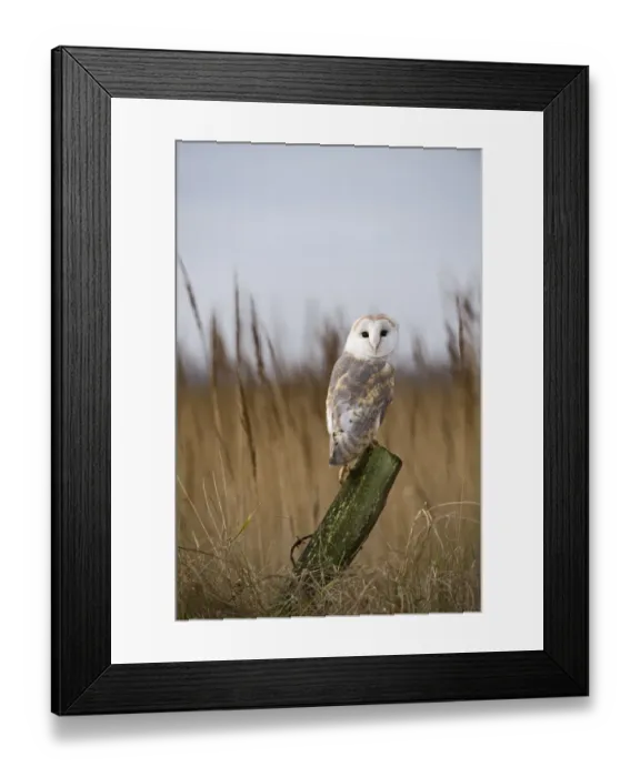 Framed Print : Barn Owl Tyto alba Cley Norfolk winter Framed Print : Barn Owl Tyto alba Cley Norfolk winter