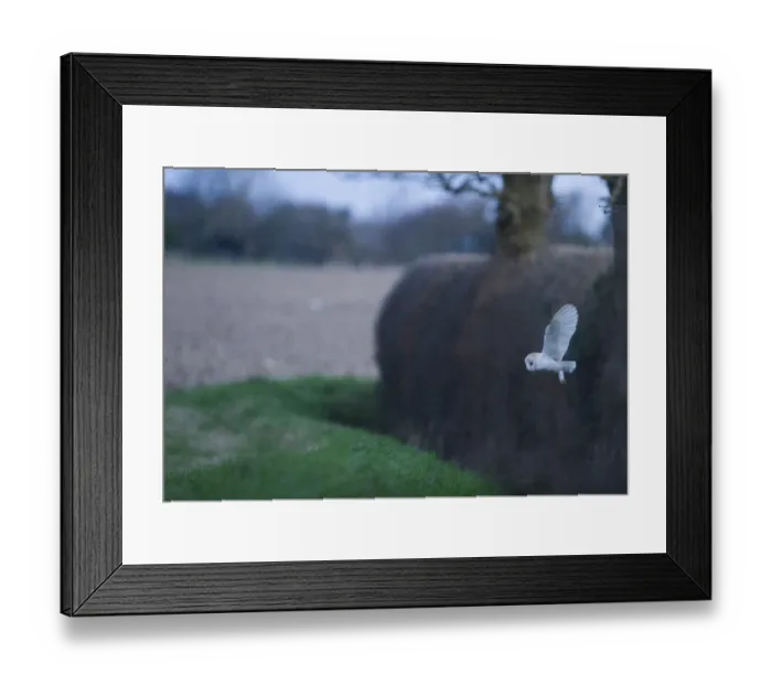 Framed Print : Barn Owl Tyto alba hunting along field edge Norfolk winter