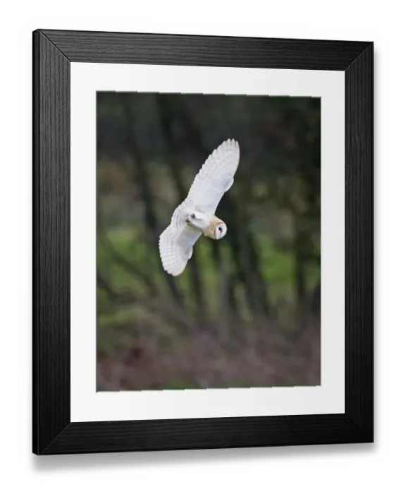 Framed Print : Barn Owl Tyto alba hunting over meadow North Norfolk winter Framed Print : Barn Owl Tyto alba hunting over meadow North Norfolk winter