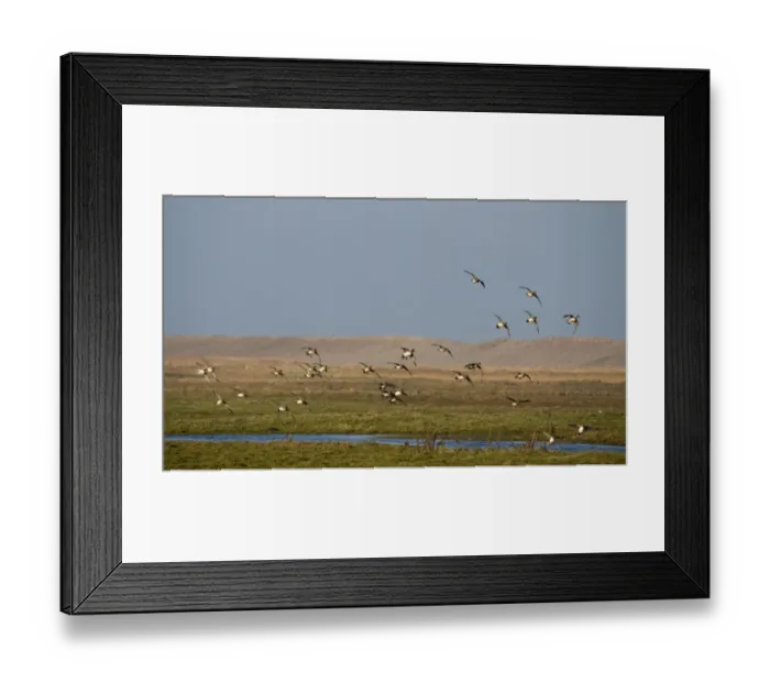 Framed Print : Wigeon Anas penelope flock on grazing marsh at Salthouse Norfolk Framed Print : Wigeon Anas penelope flock on grazing marsh at Salthouse Norfolk