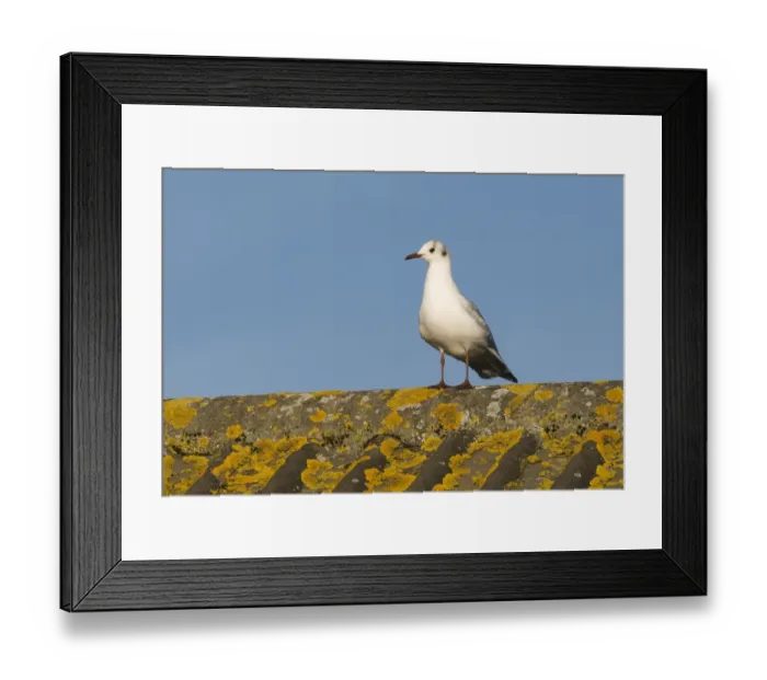 Framed Print : Black-headed Gull Larus ridibundus on roof Norfolk UK winter Framed Print : Black-headed Gull Larus ridibundus on roof Norfolk UK winter