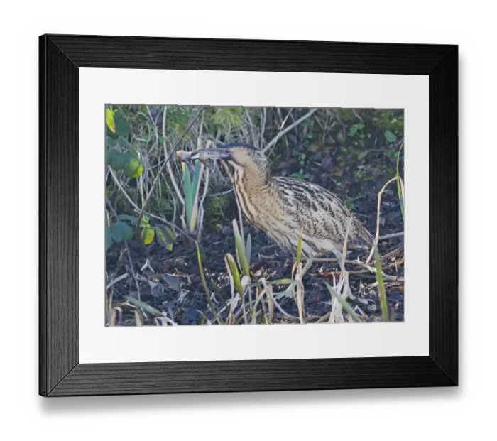 Framed Print : Bittern Botaurus stellaris with a frog Norfolk winter Framed Print : Bittern Botaurus stellaris with a frog Norfolk winter