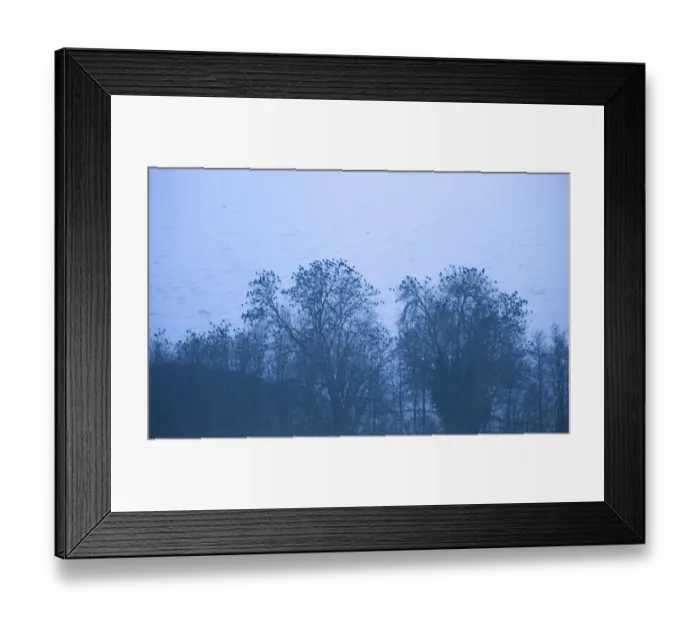 Framed Print : Rooks Corvus frugilegus at roost Buckenham Norfolk Framed Print : Rooks Corvus frugilegus at roost Buckenham Norfolk