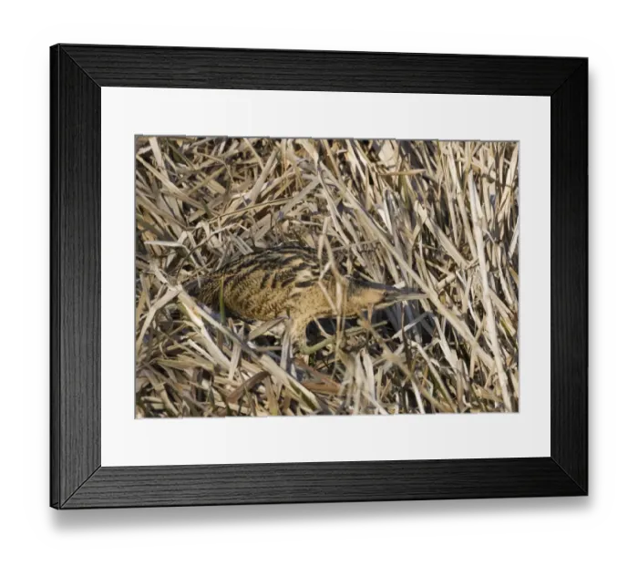 Framed Print : Bittern Botaurus stellaris Norfolk winter Framed Print : Bittern Botaurus stellaris Norfolk winter