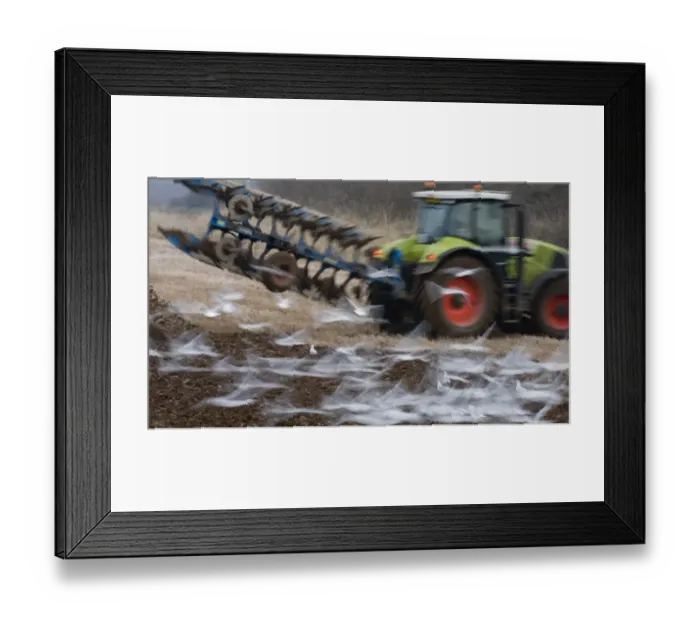 Framed Print : Black-headed Gulls Larus ridibundus feeding behind a plough North Norfolk January Framed Print : Black-headed Gulls Larus ridibundus feeding behind a plough North Norfolk January