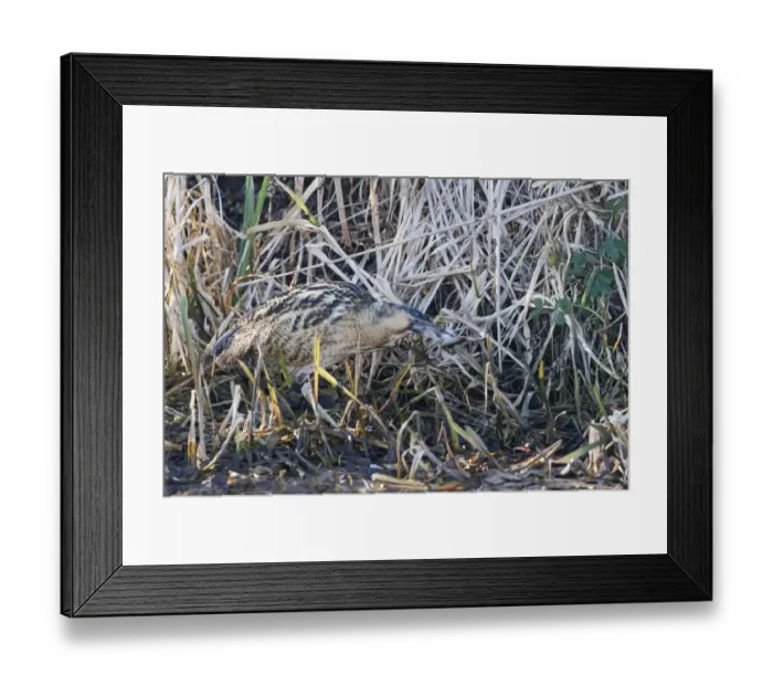 Framed Print : Bittern Botaurus stellaris with a frog Norfolk winter Framed Print : Bittern Botaurus stellaris with a frog Norfolk winter