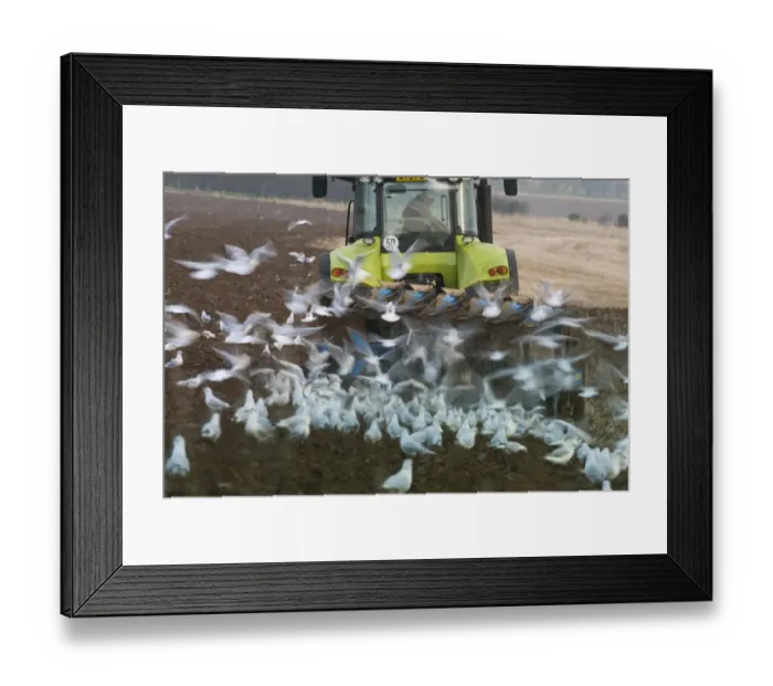Framed Print : Black-headed Gulls feeding behind a plough North Norfolk January Framed Print : Black-headed Gulls feeding behind a plough North Norfolk January