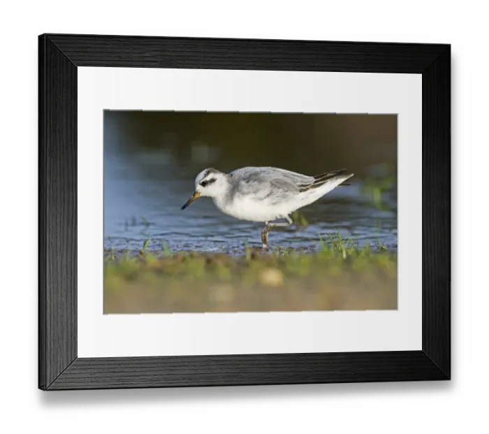 Framed Print : Grey Phalarope Phalaropus fulicarius Winterton Norfolk January Framed Print : Grey Phalarope Phalaropus fulicarius Winterton Norfolk January