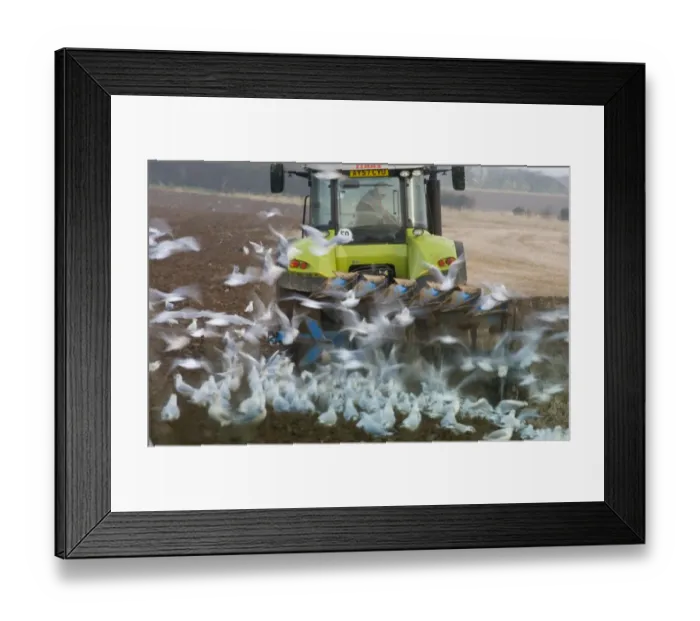 Framed Print : Black-headed Gulls feeding behind a plough North Norfolk January Framed Print : Black-headed Gulls feeding behind a plough North Norfolk January