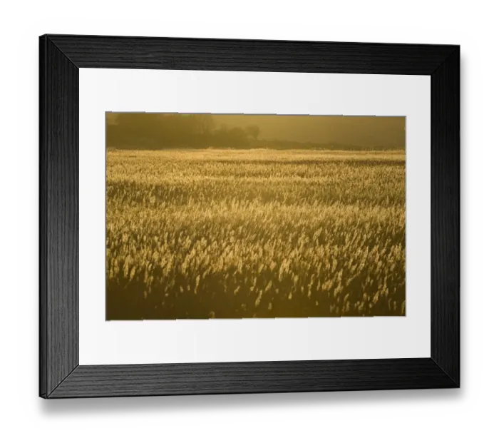 Framed Print : Reddbed viewed from East Bank Cley NWT Reserve Cley Norfolk Framed Print : Reddbed viewed from East Bank Cley NWT Reserve Cley Norfolk
