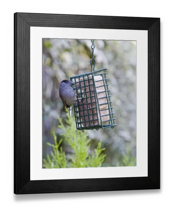 Framed Print : Blackcap Sylvia atricapilla on fat feeder in garden Framed Print : Blackcap Sylvia atricapilla on fat feeder in garden