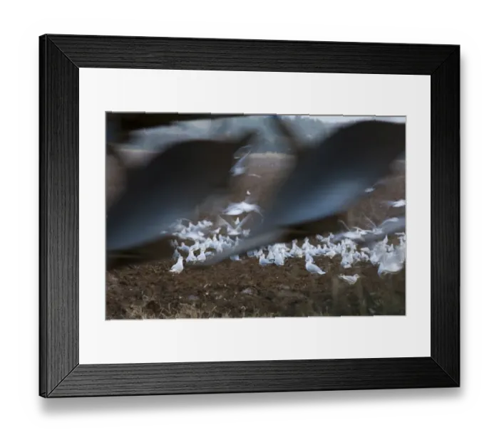 Framed Print : Black-headed Gulls feeding behind a plough North Norfolk January Framed Print : Black-headed Gulls feeding behind a plough North Norfolk January