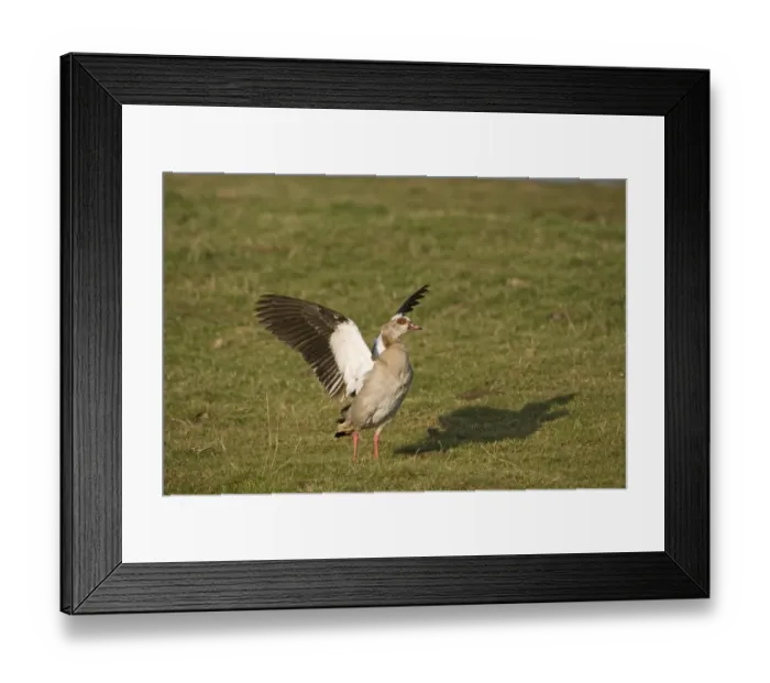 Framed Print : Egyptian Goose Alopochen aegyptiacus Salthouse Norfolk winter Framed Print : Egyptian Goose Alopochen aegyptiacus Salthouse Norfolk winter