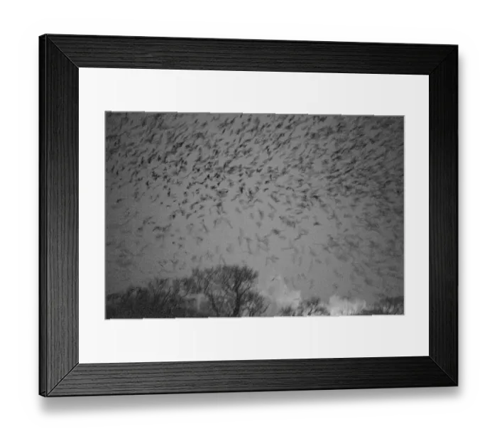 Framed Print : Rooks Corvus corone arriving at roost at Buckenham Carrs Norfolk February Framed Print : Rooks Corvus corone arriving at roost at Buckenham Carrs Norfolk February