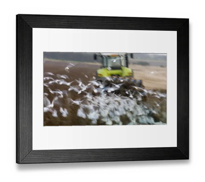 Framed Print : Black-headed Gulls Larus ridibundus feeding behind a plough North Norfolk January