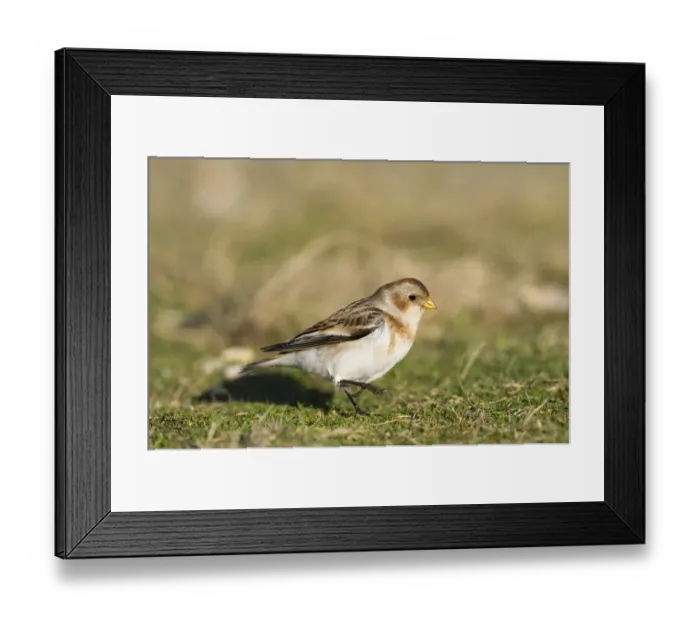 Framed Print : Snow Bunting Plectrophenax nivalis Salthouse Norfolk winter Framed Print : Snow Bunting Plectrophenax nivalis Salthouse Norfolk winter