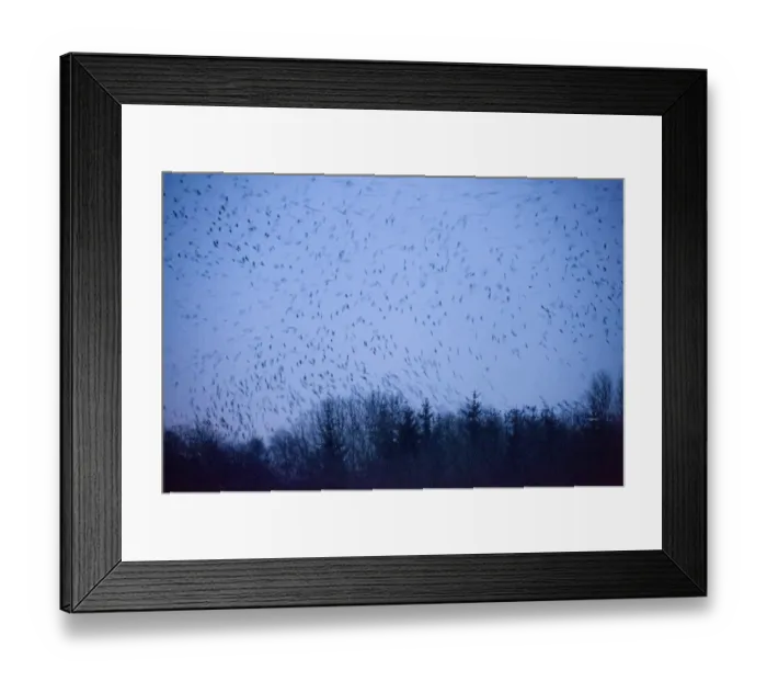 Framed Print : Rooks Corvus frugilegus arriving at roost after dark Buckenham Norfolk winter Framed Print : Rooks Corvus frugilegus arriving at roost after dark Buckenham Norfolk winter