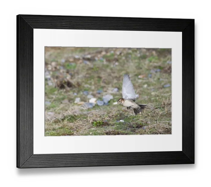 Framed Print : Lapland Bunting Calcarius lapponicus Salthouse Norfolk winter