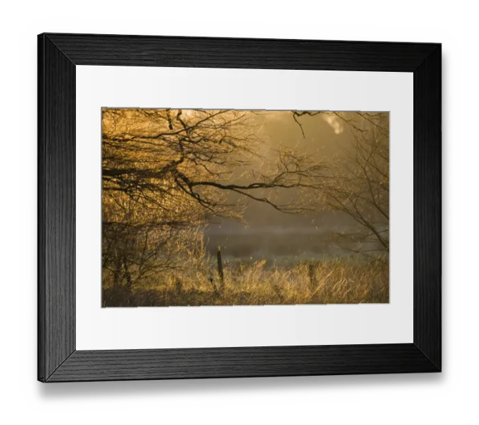 Framed Print : Tree and farmland at sunset in winter Norfolk UK Framed Print : Tree and farmland at sunset in winter Norfolk UK