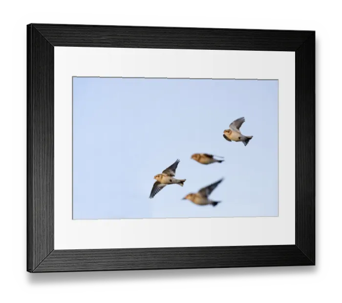 Framed Print : Snow Buntings Plectrophenax nivalis in winter Salthouse Norfolk Framed Print : Snow Buntings Plectrophenax nivalis in winter Salthouse Norfolk