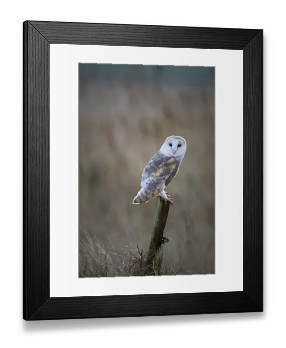 Framed Print : Barn Owl Tyto alba Cley Norfolk winter Framed Print : Barn Owl Tyto alba Cley Norfolk winter