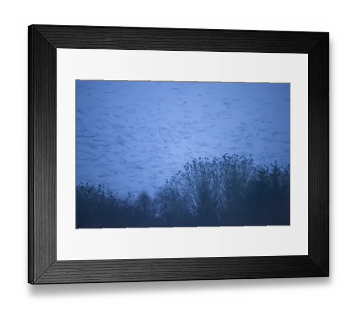 Framed Print : Rooks Corvus frugilegus roost Buckenham Norfolk UK Framed Print : Rooks Corvus frugilegus roost Buckenham Norfolk UK