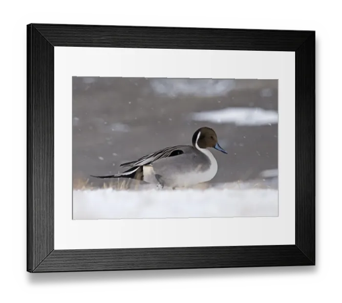 Framed Print : Pintail Anas acuta Hokkaido Japan winter Framed Print : Pintail Anas acuta Hokkaido Japan winter
