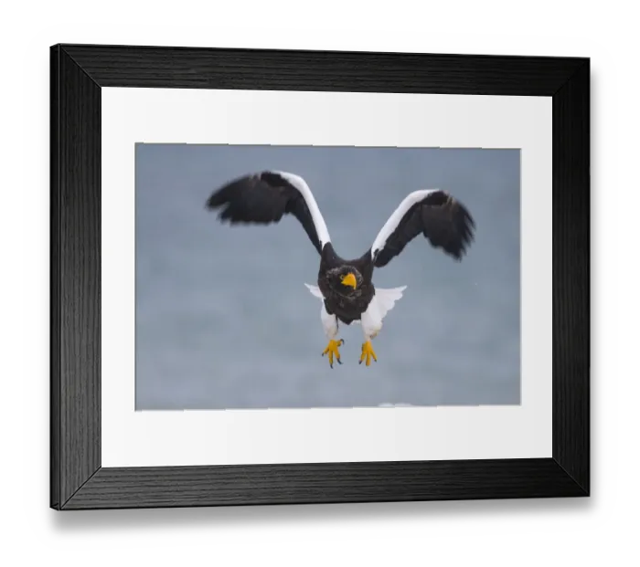Framed Print : Stellers Eagles Haliaeetus pelagicus Shiretoko Peninsula Hokkaido Japan February Framed Print : Stellers Eagles Haliaeetus pelagicus Shiretoko Peninsula Hokkaido Japan February