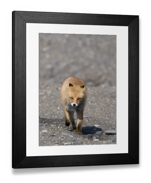 Framed Print : Red Fox Vulpes vulpes Hokkaido Japan Framed Print : Red Fox Vulpes vulpes Hokkaido Japan