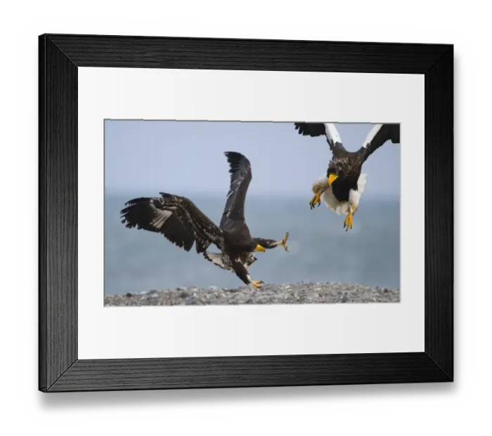 Framed Print : Stellers Eagles Haliaeetus pelagicus adult and immature fighting over carcass Shiretoko Framed Print : Stellers Eagles Haliaeetus pelagicus adult and immature fighting over carcass Shiretoko