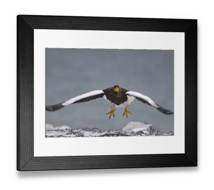 Framed Print : Stellers Eagles Haliaeetus pelagicus Shiretoko Peninsula Hokkaido Japan February Framed Print : Stellers Eagles Haliaeetus pelagicus Shiretoko Peninsula Hokkaido Japan February