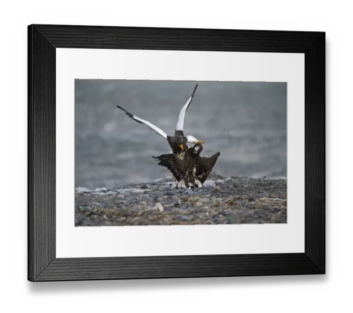 Framed Print : Stellers Eagles Haliaeetus pelagicus adult and immature fighting over carcass Shiretoko Framed Print : Stellers Eagles Haliaeetus pelagicus adult and immature fighting over carcass Shiretoko