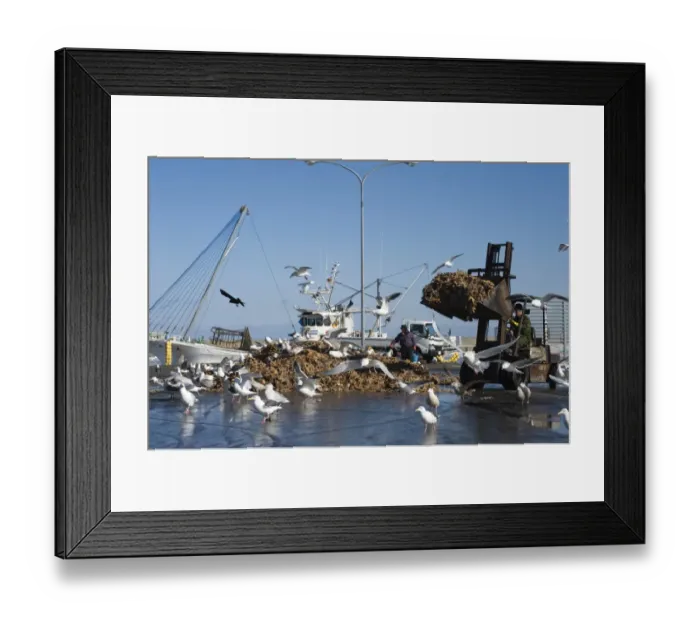 Framed Print : Gulls largely Slaty-backed Gulls Larus schisisogus feeding on dead starfish dumped Framed Print : Gulls largely Slaty-backed Gulls Larus schisisogus feeding on dead starfish dumped