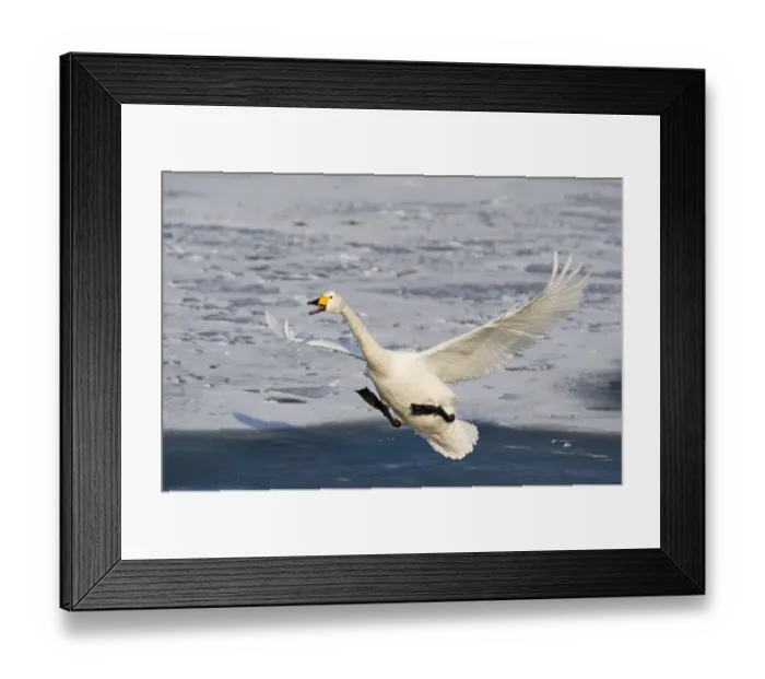 Framed Print : Whooper Swan Cygnus cygnus Hokkaido Japan Framed Print : Whooper Swan Cygnus cygnus Hokkaido Japan