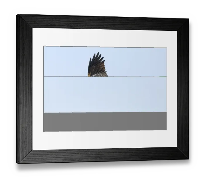 Framed Print : Black Kite (Black-eared) Milvus migrans Hokkaido Japan winter