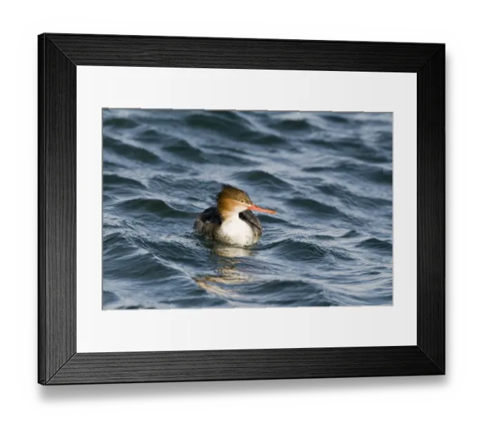 Framed Print : Red-breasted Merganser Mergus serrator female in harbour Hokkaido Japan Framed Print : Red-breasted Merganser Mergus serrator female in harbour Hokkaido Japan